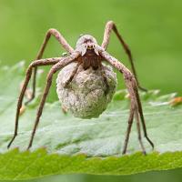 Nursery Web Spider with egg sac 2 